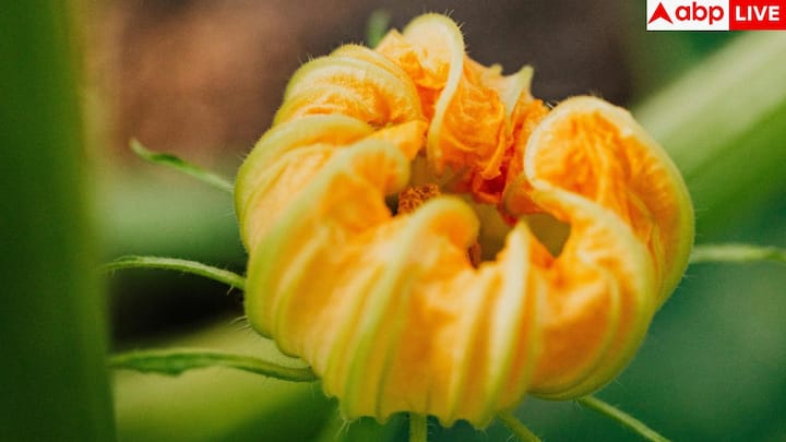 గుమ్మడి తీగకు వచ్చే పువ్వులు తేలికపాటి రుచిని కలిగి ఉంటాయి. వీటిని తక్కువ మసాలా దినుసులతో త్వరగా ఉడికిస్తారు. ఇది సాధారణమైన, తేలికపాటి కూరగా చేసుకోవచ్చు.