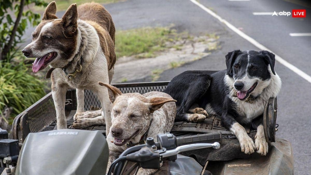 Stray Dogs: 'जो डरते हैं उनको काटते हैं कुत्ते', SC की बात सुनकर सिर हिलाने लगे डॉग लवर्स तो जज ने टोका और कही ये बात