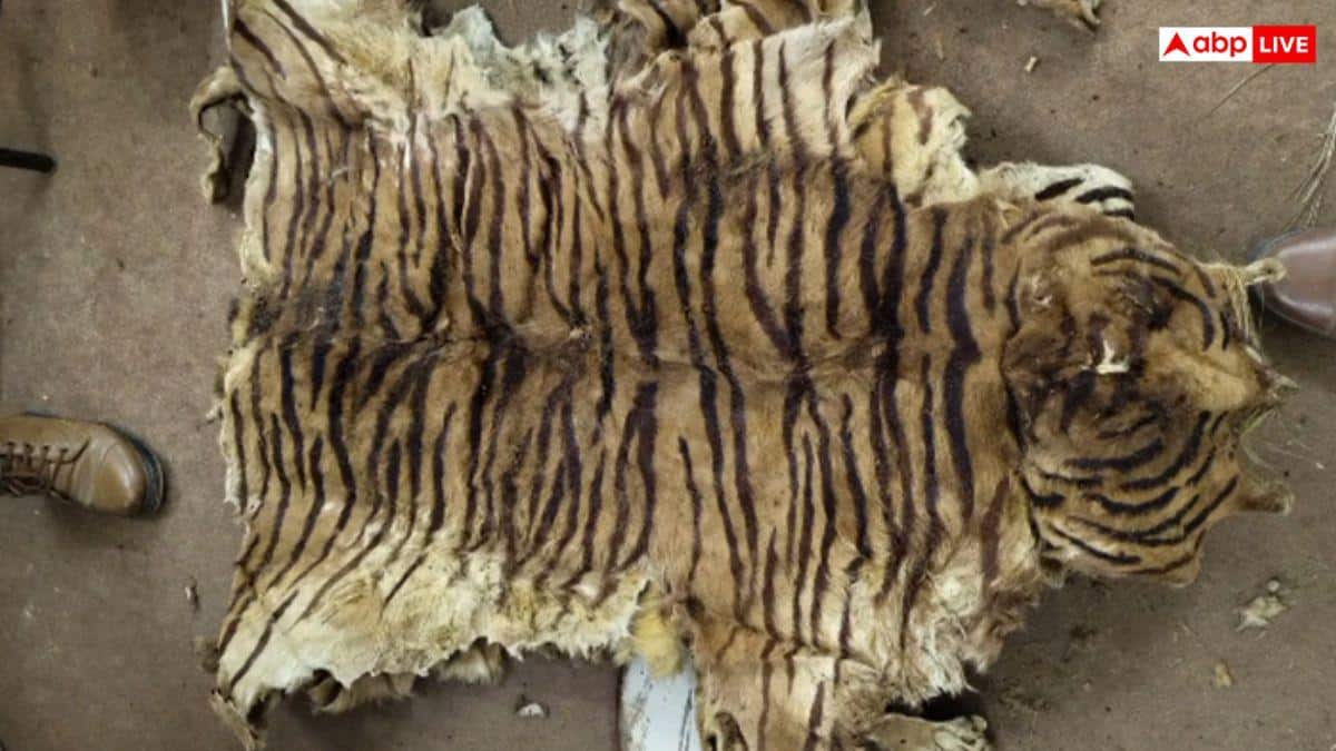 गुजरात: 40 बाघों की खालें और 133 नाखून! मंदिर के पुराने मकान से हुआ चौंकाने वाला खुलासा