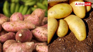 शकरकंद या आलू... गट हेल्थ के लिए क्या है बेस्ट ऑप्शन?