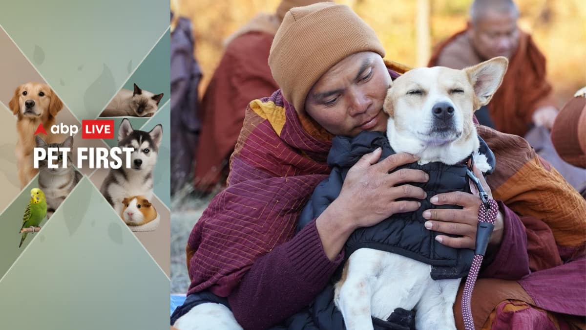 The Art of Baking: From Classic Bread to Artisan Pastries