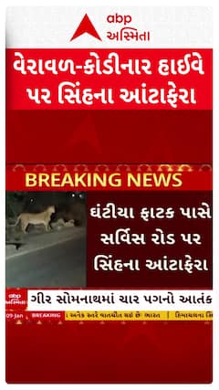 Lion Video : વેરાવળ-કોડીનાર હાઈવે પર સિંહના આંટાફેરા