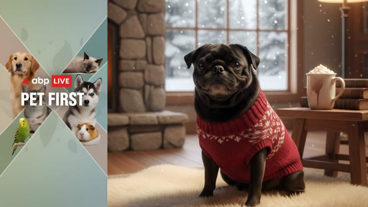 ABP Live Pet First | 8 Winter Care Essentials To Keep Your Dog Warm And Healthy