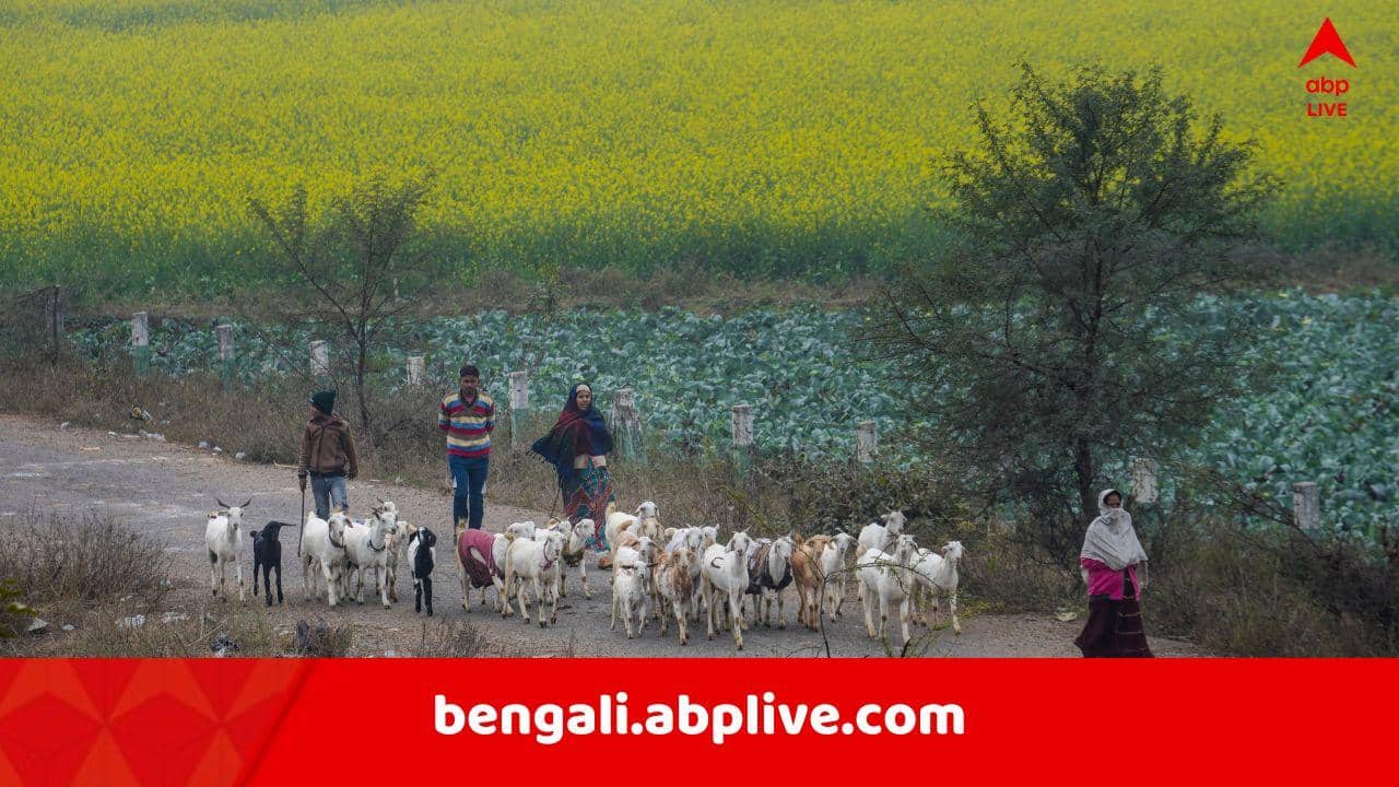 Weather Update: আগামী ৪৮ ঘণ্টায় জাঁকিয়ে শীতের স্পেল শুরু হবে রাজ্যে ! কমবে তাপমাত্রা, মকর সংক্রান্তিতে আরও পারদ পতনের আশঙ্কা