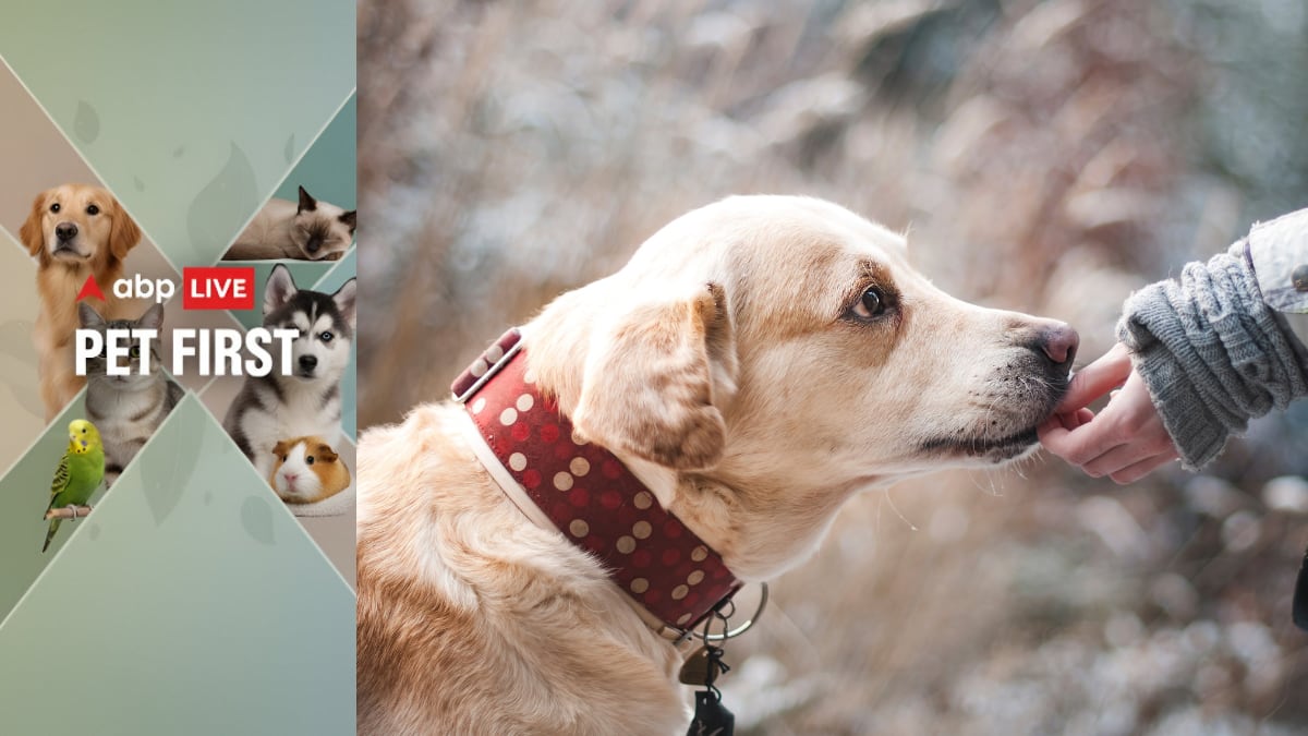 The Art of Baking: From Classic Bread to Artisan Pastries