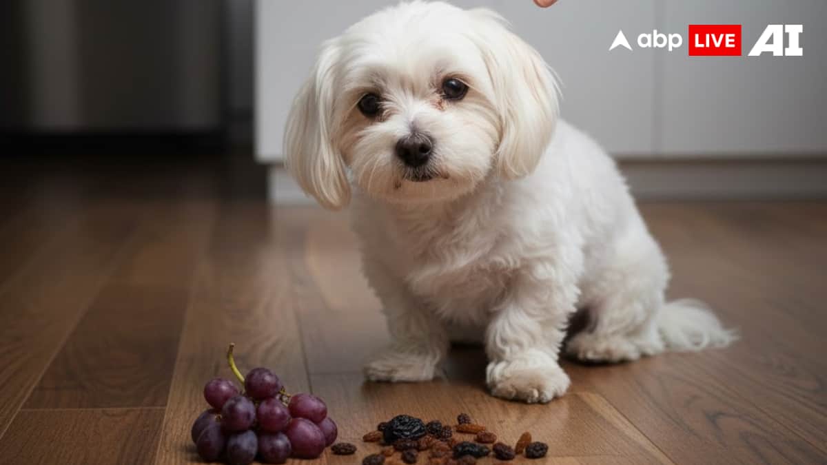 (Image Source: ABPLIVE AI)