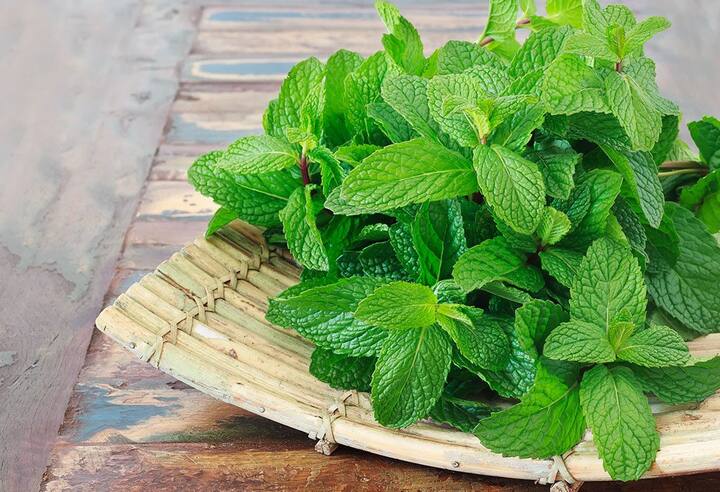 पुदिना हे पोटाच्या स्नायूंना बळकट देते. पुदिन्याच्या पानांचे नियमित सेवन केल्याने बेचैनी कमी करण्याची क्षमता असते. प्रवासादरम्यान मळमळ, उलट्या आणि चक्कर येणे टाळण्यासाठी तुम्ही पुदिन्याचा वापर करू शकता.