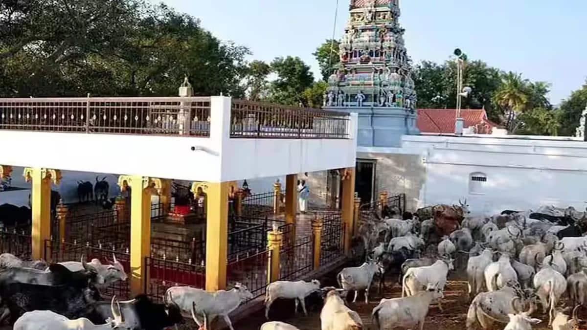 mattu pongal 2026: கம்பத்தில் மாடுகளுக்கு கோவில்! ராஜ மரியாதை பெறும் காளை ரகசியம்!