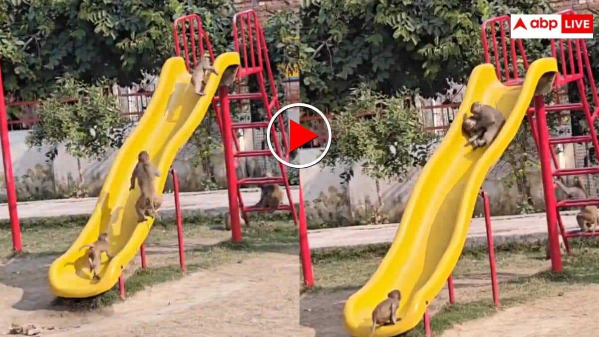Video: बच्चे मोबाइल में व्यस्त, इधर बंदरों ने पार्क में लिया झूले का मजा- वीडियो देख बन जाएगा दिन