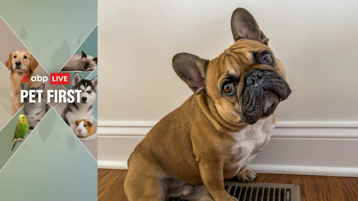 ABP Live Pet First: Thinking Of Getting A French Bulldog? 7 Things You Need To Know Before Adopting A Frenchie