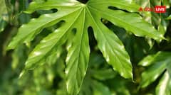 डेंगू होने पर सेहत के लिए पपीते के पत्ते कितने फायदेमंद? डॉक्टरों ने बताई सच्चाई