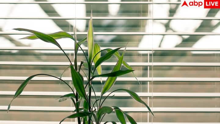 Lucky bamboo likes bright but indirect light. If kept in direct sunlight, its leaves can get scorched and turn yellow. Light filtered light near a window is best, whereas its growth slows down in a very dark place.