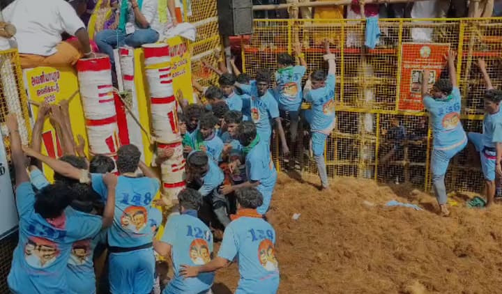 The remaining two Jallikattu events will take place at Palamedu on January 16 and Alanganallur on January 17, marking the grand finale of the season. Top performers among both tamers and bulls will be rewarded with prizes such as cars, tractors, and other valuable gifts. (PTI)