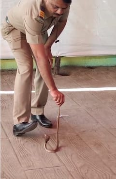 मतदान केंद्रावर कोब्रा सापाचा थरार; पोलीस धावला, मतदारांच्या भुवया उंचावल्या, गर्दीतून सुखरूप पकडला