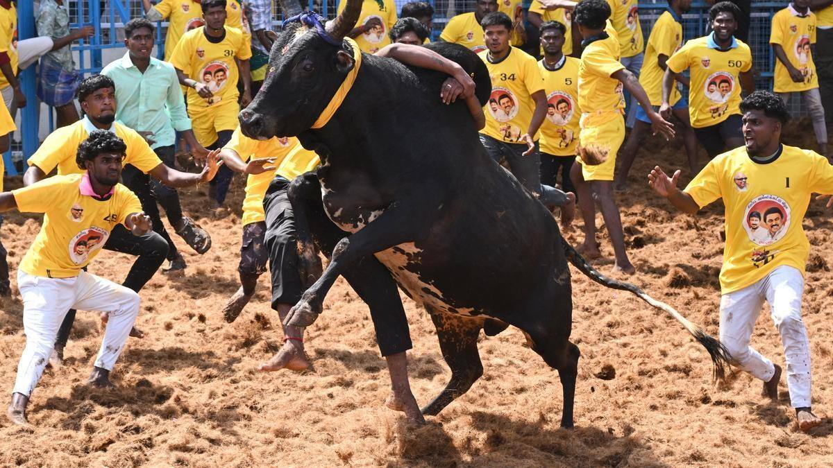 Avaniyapuram Jallikattu: வாடிவாசலில் துள்ளிக்குதிக்கும் காளைகள்.. தொடங்கியது அவனியாபுரம் ஜல்லிக்கட்டு!