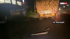 Video: चलते ट्रक से नीचे गिरा भारी भरकम अजगर, फिर नेवले का बना शिकार, बाइकर ने रिकॉर्ड किया वीडियो