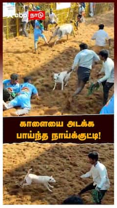 காளையை அடக்க பாய்ந்த நாய்க்குட்டி! ஜல்லிக்கட்டு களத்தில் கலகலப்பு