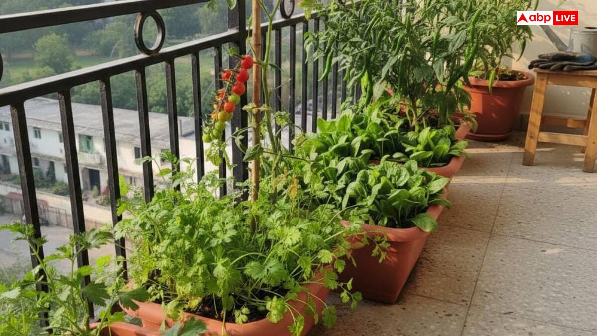 घर बैठे ताजी सब्जी चाहिए? बालकनी में उगा लें ये 5 आसान सब्जियां
