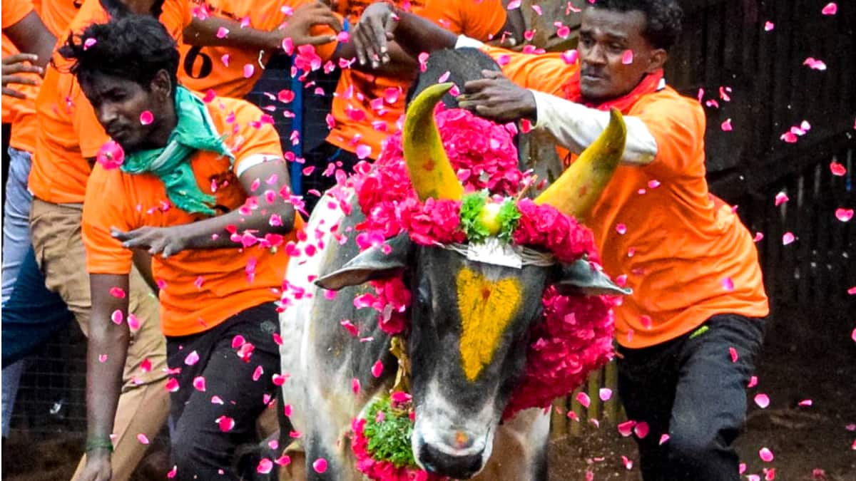 High Drama As Bulls, Tamers Clash At Madurai's Avaniyapuram Jallikattu; 32 Injured: PICS