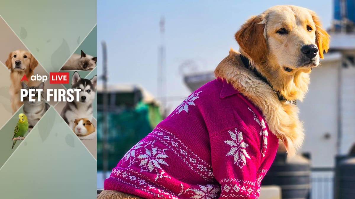 ABP Live Pet First: Here’s How To Look After Your Pet During Winters