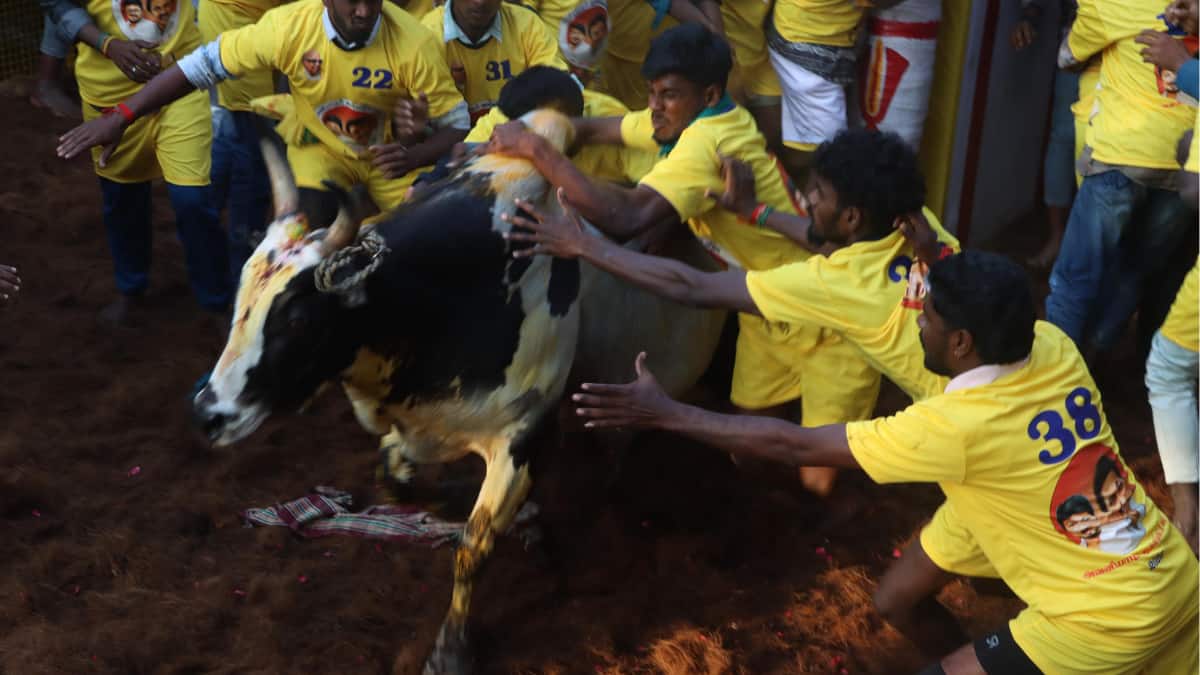 Pongal 2026: Jallikattu Roars Back In Madurai With 550 Bull Tamers, 1,100 Bulls