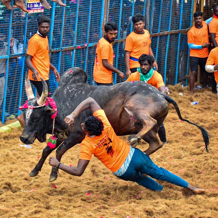 Several bulls proved difficult to control, shrugging off multiple attempts by tamers and sprinting away unrestrained. Such displays drew cheers from bull owners, who stand to win prizes based on their animals’ performance. (PTI)
