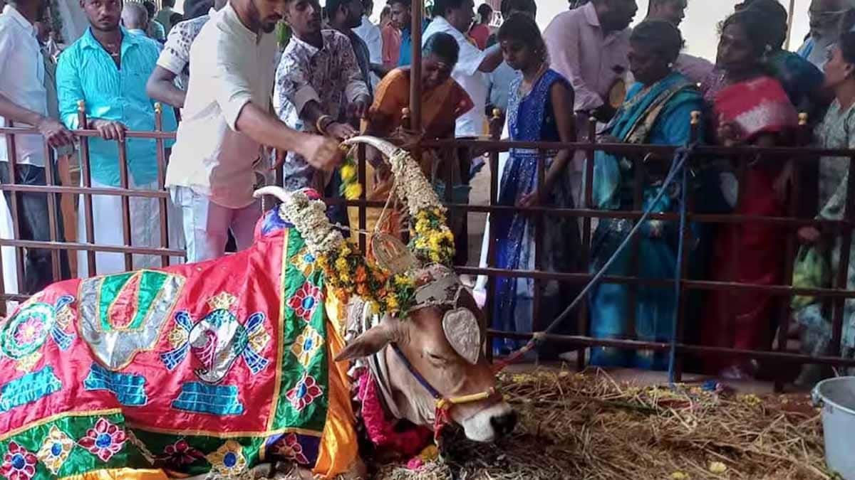 mattu pongal 2026: கம்பத்தில் மாடுகளுக்கு கோவில்! ராஜ மரியாதை பெறும் காளை! ஆச்சரியம் தரும் தொழுவம்!