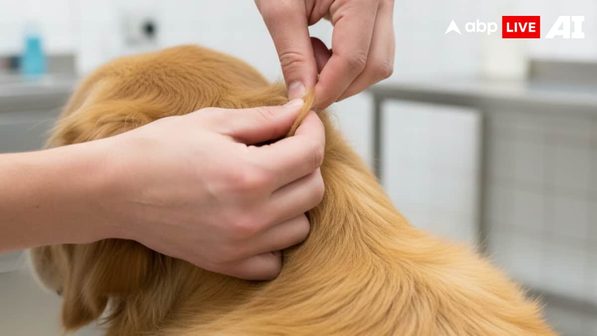 (Image Source: ABPLIVE AI)