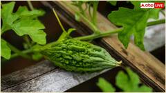 જો તમે આ બીમારીઓથી પીડાતા હોવ તો જરુર કરો કારેલાનું સેવન; 7 દિવસમાં જોવા મળશે પરિણામ