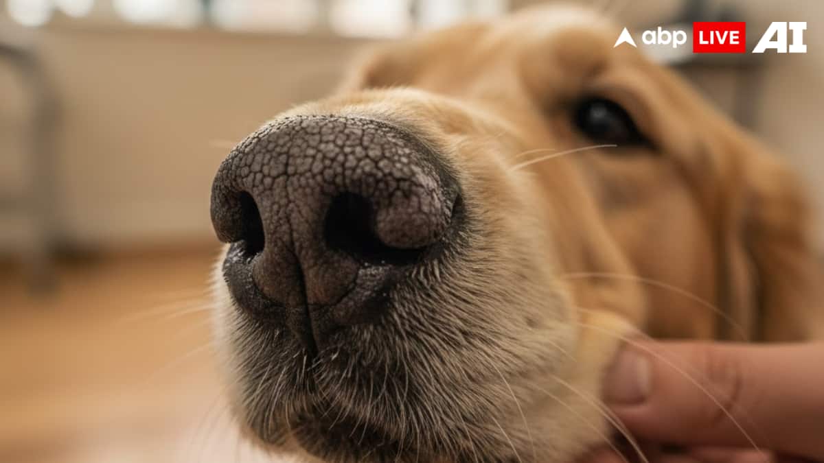 (Image Source: ABPLIVE AI)