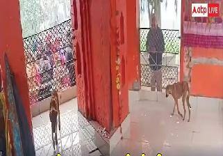 Dog Viral Video:హనుమంతుని విగ్రహం చుట్టూ కుక్క 72 గంటలుగా ప్రదక్షిణలు! వైరల్ అవుతున్న వీడియో చూశారా?