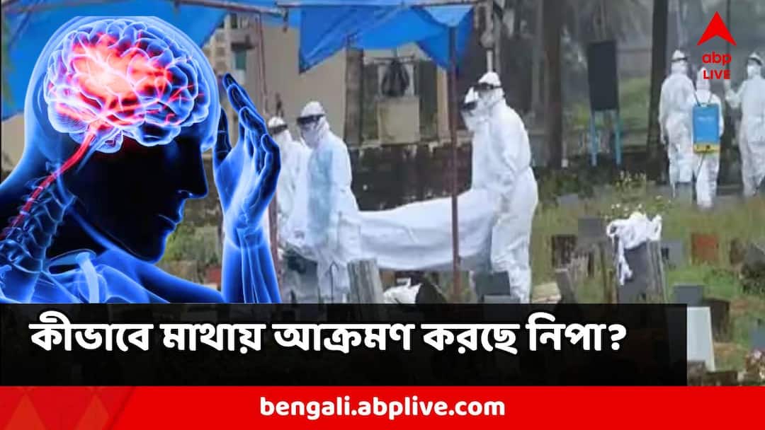 Nipah Virus Is Fatal Nipah Virus Attacks Brain Fails Nervous System Nipah Virus: সরাসরি মস্তিষ্কে থাবা, বিকল করে দিচ্ছে স্নায়ু, কীভাবে খাদের কিনারে ঠেলে দিচ্ছে নিপা! বাঁচার আশার কতটা?