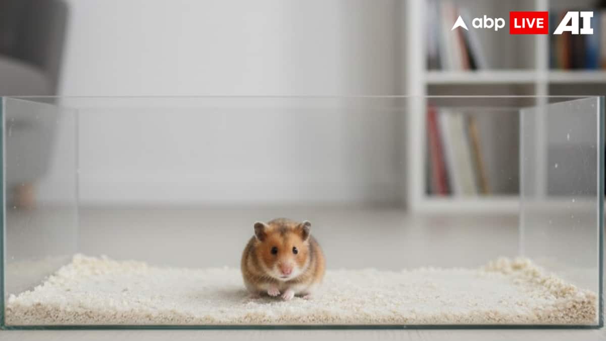 (Image Source: ABPLIVE AI)