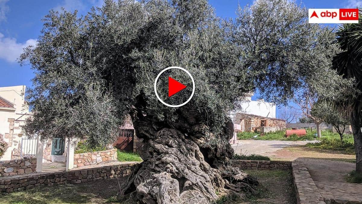 Video: ये है जैतून का 400 साल पुराना पेड़, खासियत जान दंग रह जाएंगे आप- वीडियो हो रहा वायरल