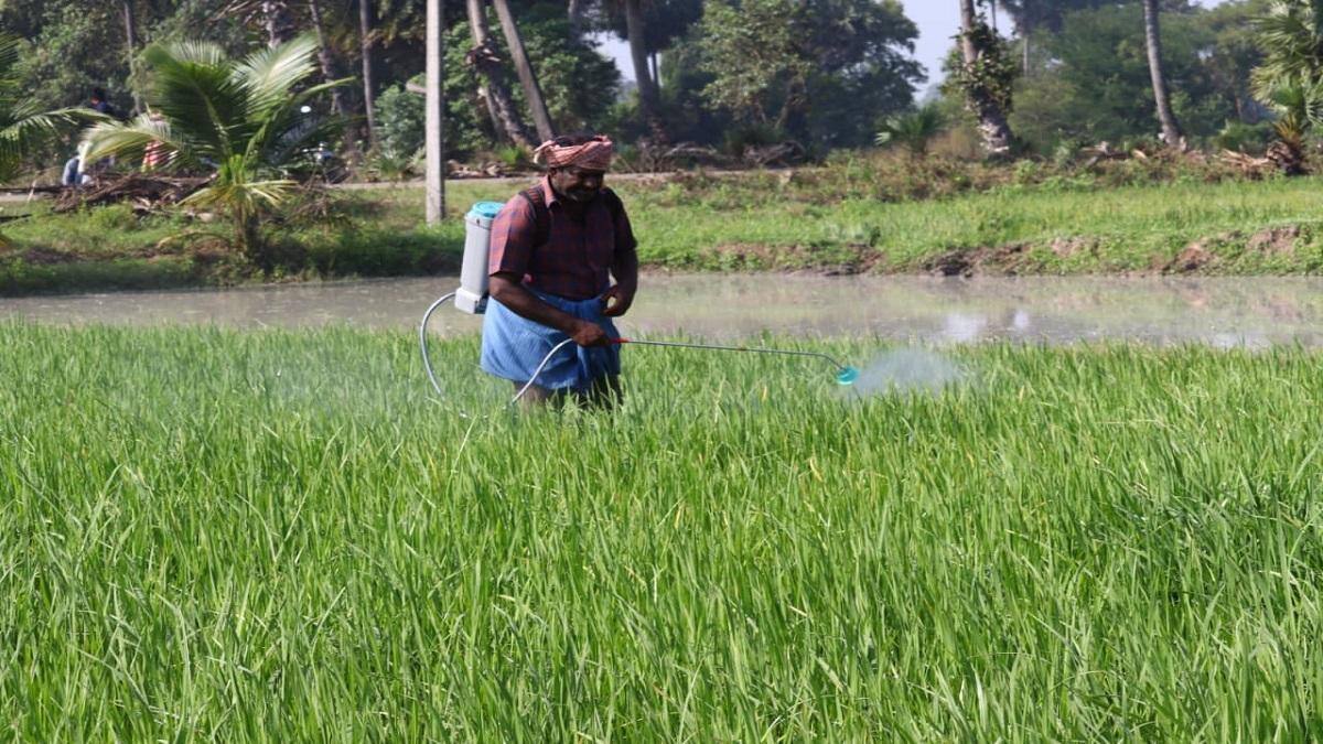 கடும் பனி... பயிர்களை காப்பாற்ற விவசாயிகள் வெகுவாக மும்முரம்