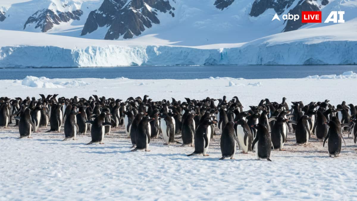 Penguin Awareness Day 2026: History, Significance, And All You Need To Know About This Day