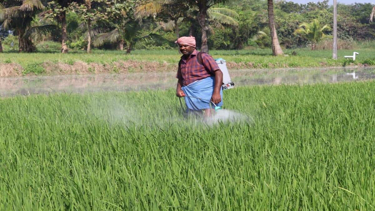 கடும் பனி... பயிர்களை காப்பாற்ற விவசாயிகள் வெகுவாக மும்முரம்