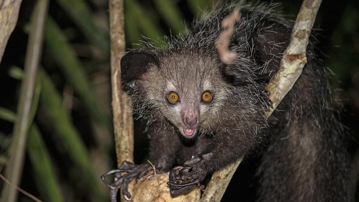 (Image Source: Twitter/@GEOfr)