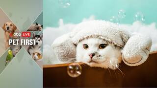 ABP Live Pet First: Winter Health Risks Every Pet Parent Should Watch Out For