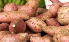 Sweet Potato: શું તમે કેમિકલવાળા શક્કરિયા ખાઈ રહ્યા છો? આજે જ બંધ કરો, નહીં તો થઈ જશે કેન્સર!