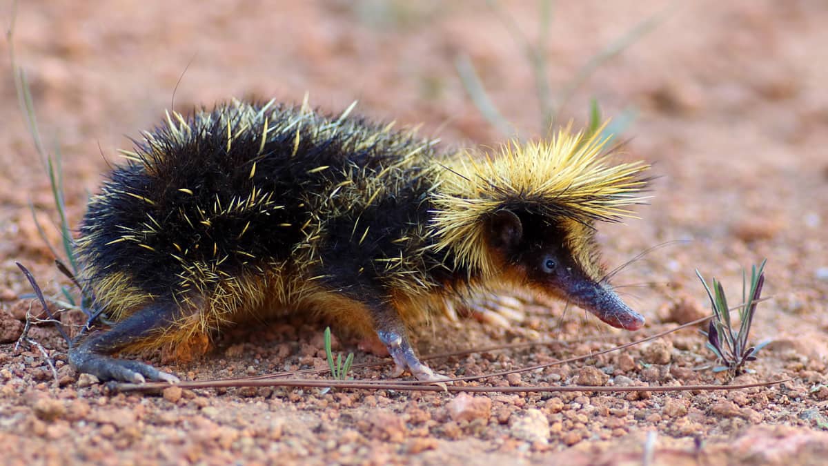 (Image Source: Twitter/@inaturalist)