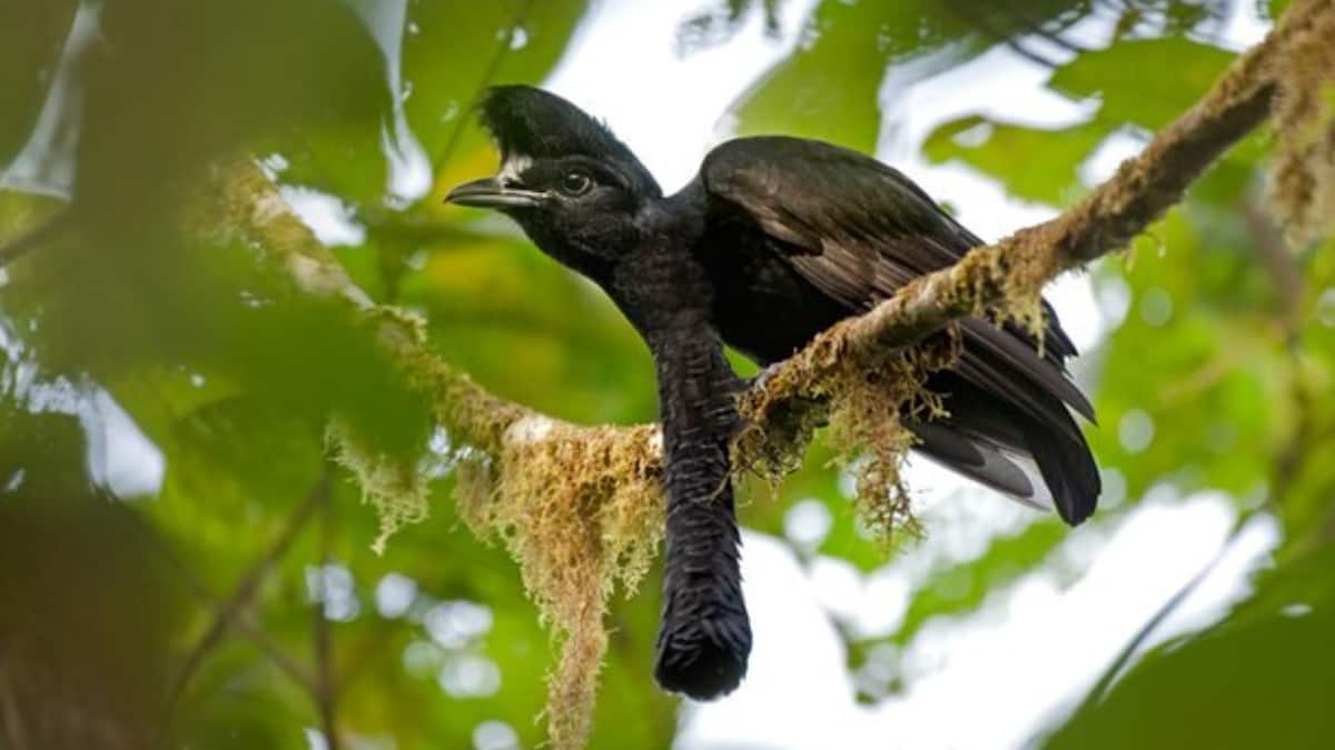 (Image Source: Twitter/@Weird_AnimaIs)