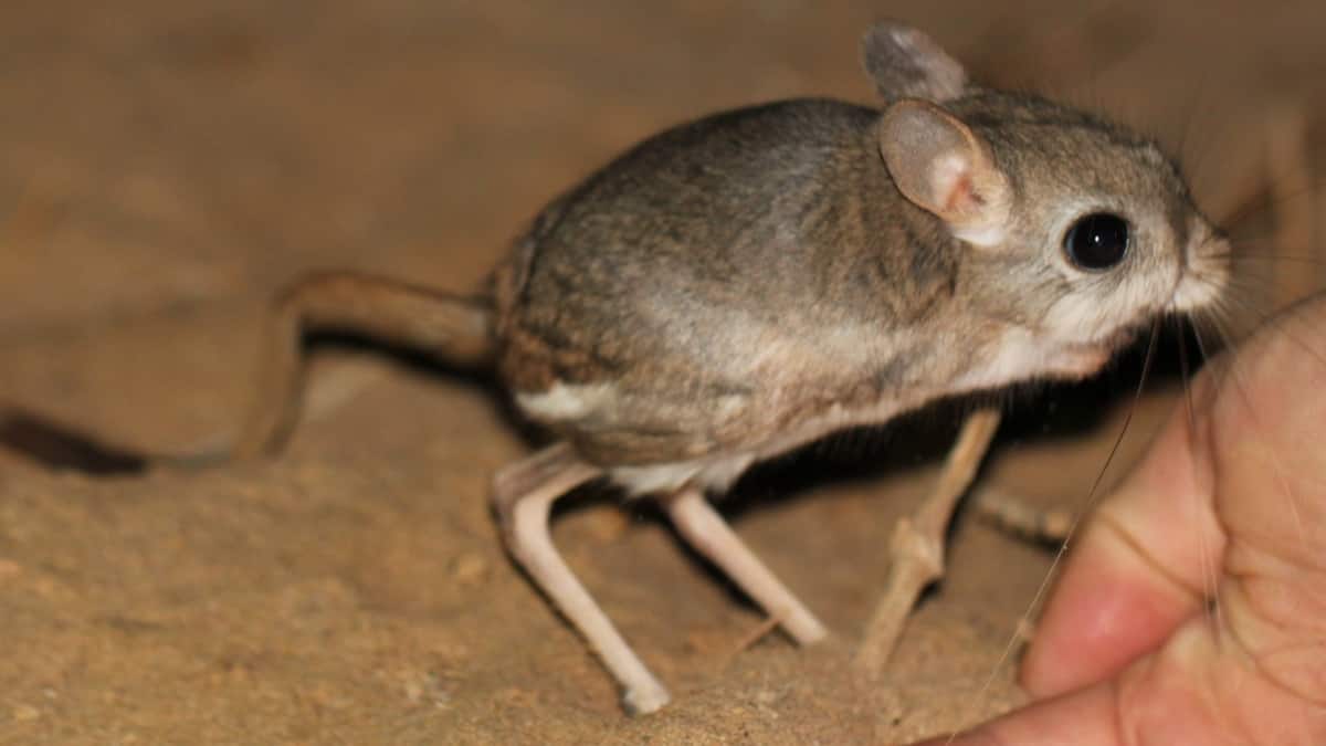 (Image Source: Twitter/@AMNH)