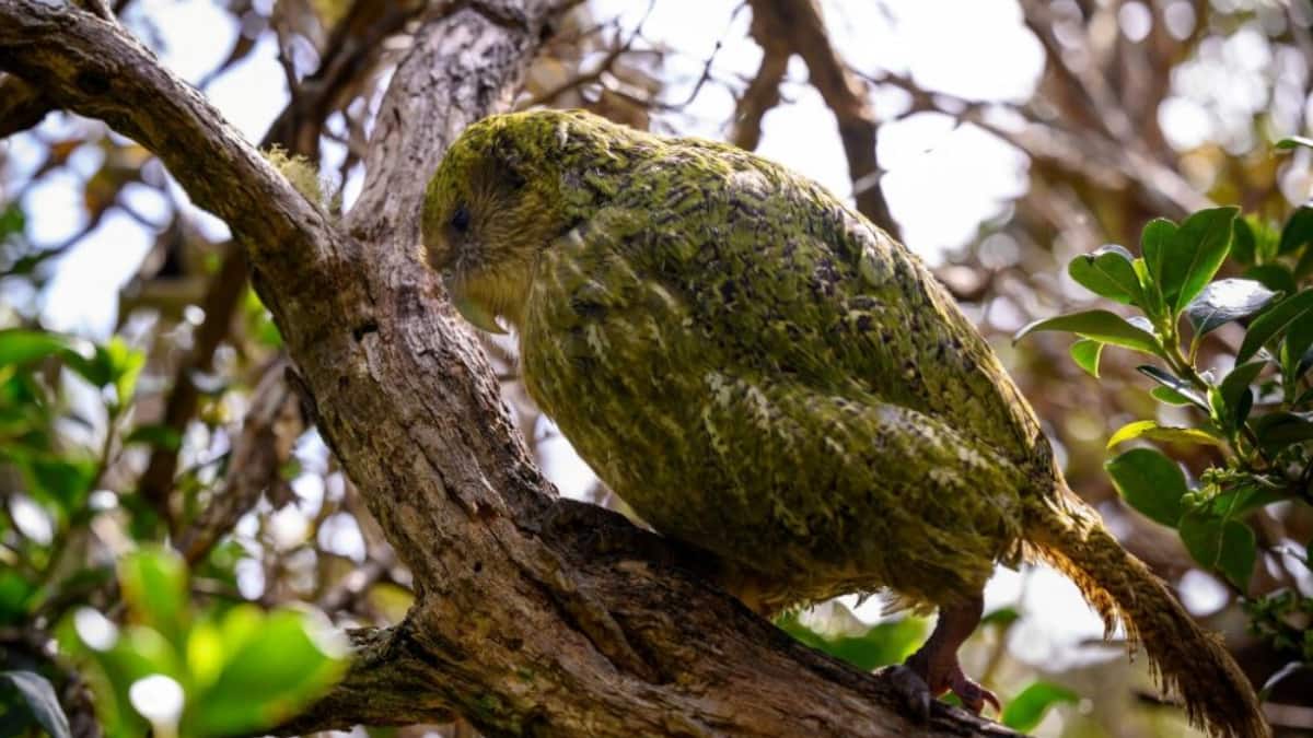 (Image Source: Twitter/@outremers360)