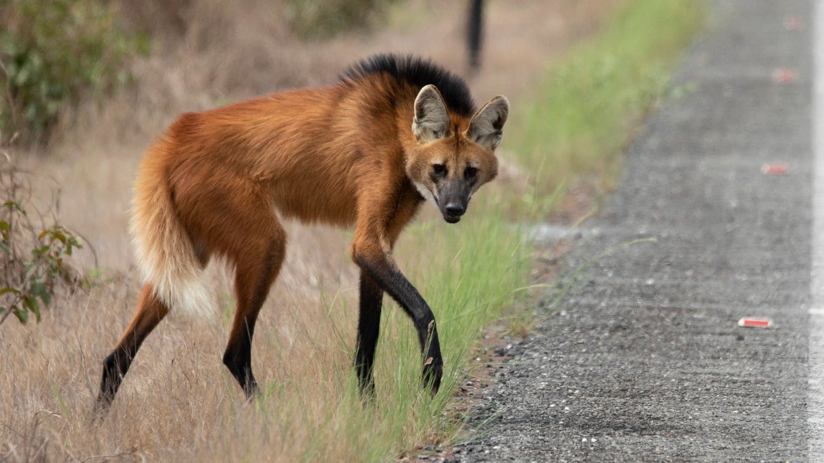 (Image Source: Twitter/@BBCEarth)