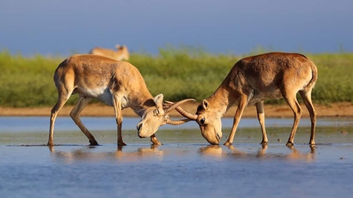 (Image Source: Twitter/@TheWCS)