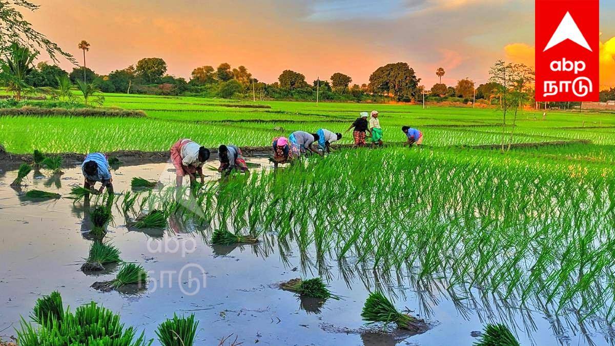 புதுச்சேரி விவசாயிகளுக்கு குட் நியூஸ்: 50% மானியத்தில் விதைகள் வழங்கல்!