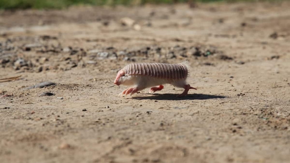 (Image Source: Twitter/@atlasobscura)