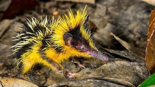 10 Animals That Look Unreal But Are 100% Real