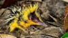 10 Animals That Look Unreal But Are 100% Real
